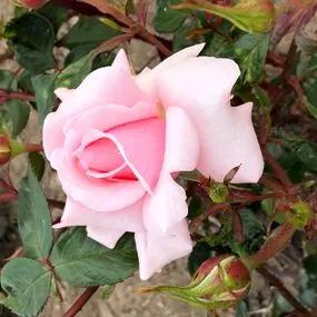 Valentine Heart Rose (Rose Valentine Heart) 2